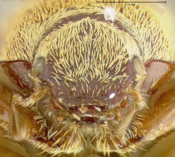 Media type: image;   Entomology 3229 Aspect: head frontal view
